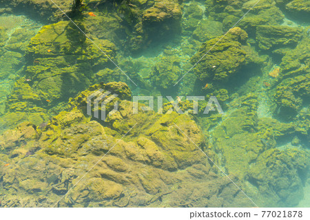 Marine reserve canal, emerald crystal clear lake water surface in National Park with forest trees resource environment, Tha Pom Klong Song Nam, Krabi. Nature landscape. Travel. Underwater in river. Marine reserve canal, emerald crystal clear lake water surface in National Park with forest trees resource environment, Tha Pom Klong Song Nam, Krabi. Nature landscape. Travel. Underwater in river. 77021878