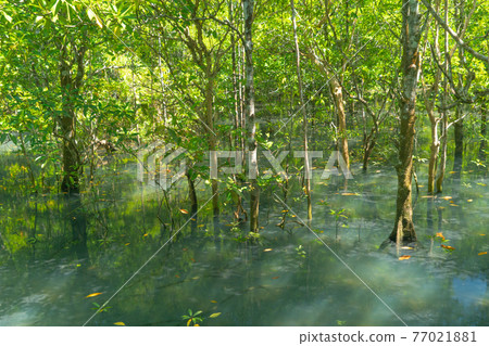 Marine reserve canal, emerald crystal clear lake water surface in National Park with forest trees resource environment, Tha Pom Klong Song Nam, Krabi. Nature landscape. Travel. Underwater in river. 77021881