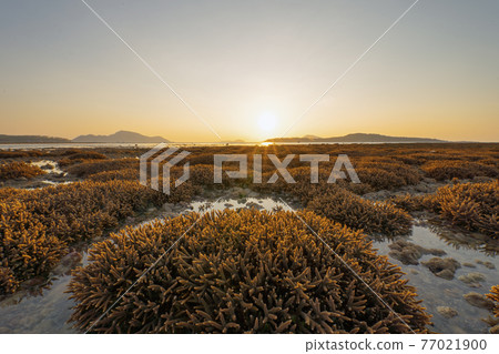Brown branch of coral species. Tropical reef tentacles in sea ocean water at sunset in Phuket island, Thailand. Marine animal. 77021900
