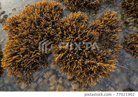 Brown branch of coral species. Tropical reef tentacles in sea ocean water at sunset in Phuket island, Thailand. Marine animal. Brown branch of coral species. Tropical reef tentacles in sea ocean water at sunset in Phuket island, Thailand. Marine animal. 77021902