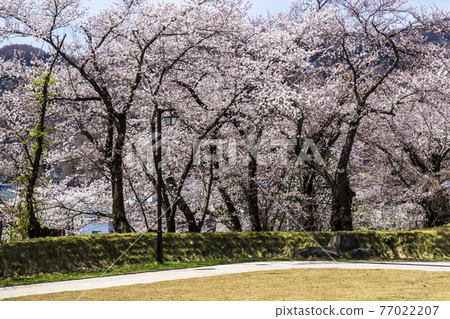 長野縣飯山市飯山城跡公園的櫻花 77022207