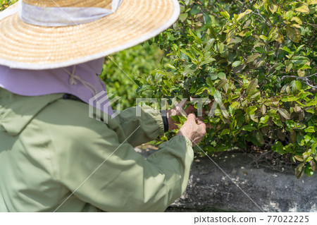 資深婦女採茶 77022225