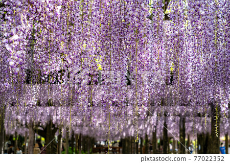 紫藤花窗簾 紫藤花窗簾 77022352