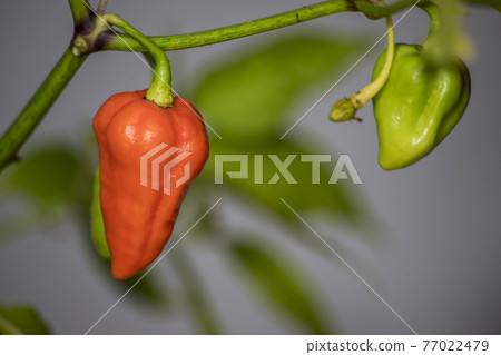 7 pot chili pepper on plant 77022479