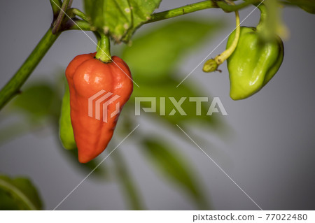 7 pot chili pepper on plant 7 pot chili pepper on plant 77022480