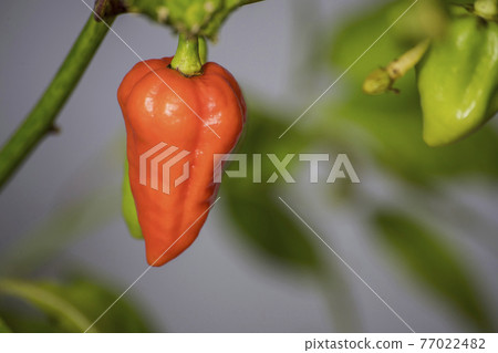 7 pot chili pepper on plant 77022482