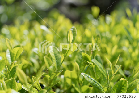 New tea tea leaves New tea tea leaves 77022659