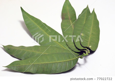 green colored mango leaf closeup 77022722