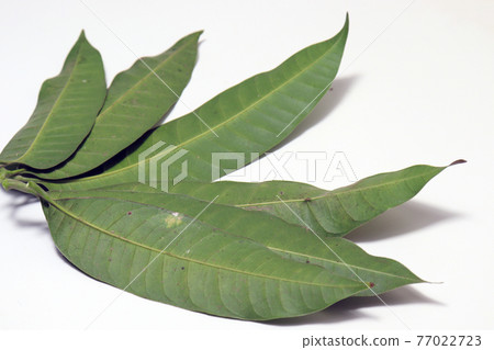 green colored mango leaf closeup green colored mango leaf closeup 77022723