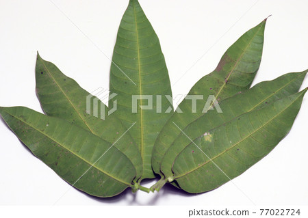 green colored mango leaf closeup green colored mango leaf closeup 77022724