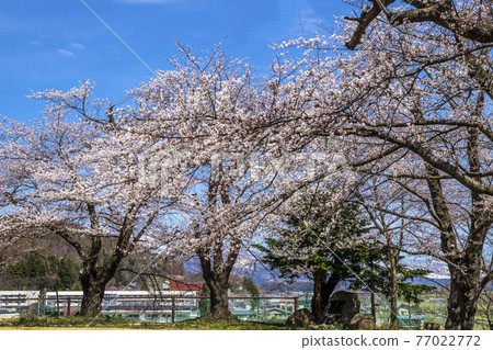 Sakura in Iiyama Castle Ruins Park, Iiyama City, Nagano Prefecture 77022772