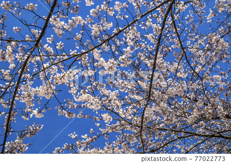 長野縣飯山市飯山城跡公園的櫻花 77022773