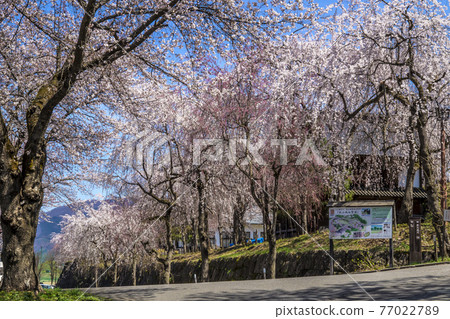 長野縣飯山市飯山城跡公園的櫻花 77022789