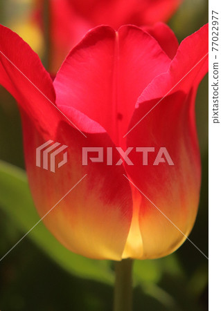 Tulip spring red petals beautiful full bloom beautiful cute spring in full bloom grace 77022977