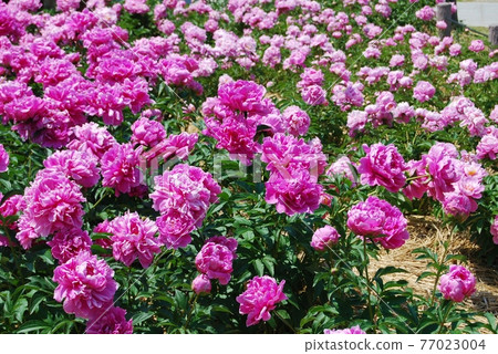 Shakuen花園的風景 77023004