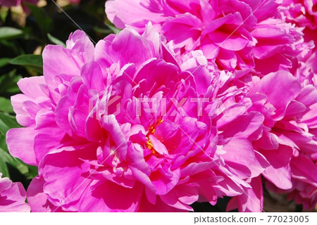 牡丹花朵 77023005