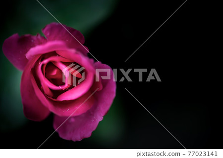 漂浮在黑暗背景中的紅玫瑰花 漂浮在黑暗背景中的紅玫瑰花 77023141