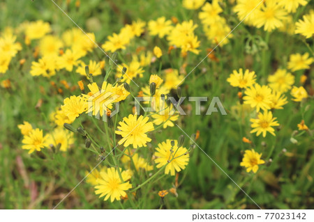 Flower Flower 77023142