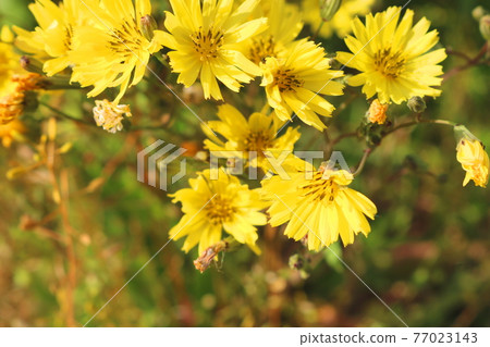Sseumbagwi花 77023143