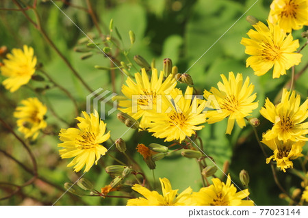 Flower 77023144