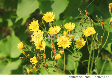 Flower Flower 77023146