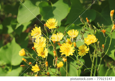 Flower Flower 77023147