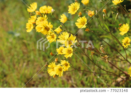 Sseumbagwi花 Sseumbagwi花 77023148