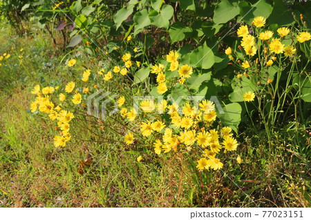 Flower Flower 77023151