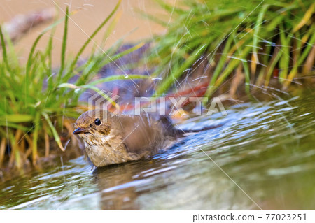 Pied Flycatcher, Mediterranean Forest, Spain 77023251