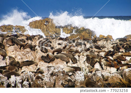 Cape Fur Seals, Geyser Rock, Dyer Island, Gansbaai, South Africa 77023258