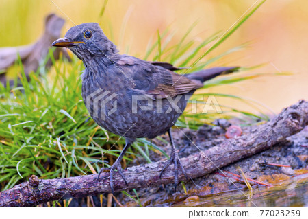 Blackbird, Mediterranean Forest, Spain 77023259