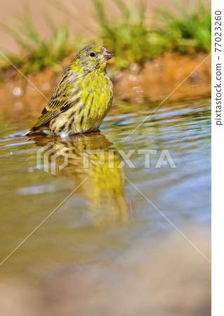 Serin, Mediterranean Forest, Spain Serin, Mediterranean Forest, Spain 77023260