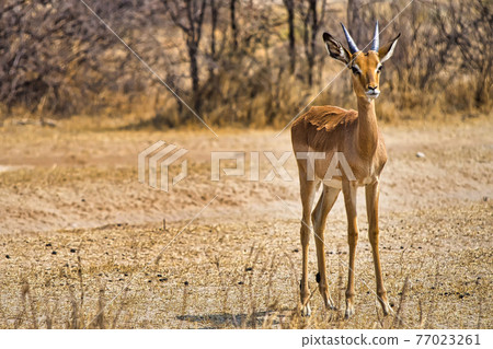 Impala, Khama Rhino Sanctuary, Botswana 77023261