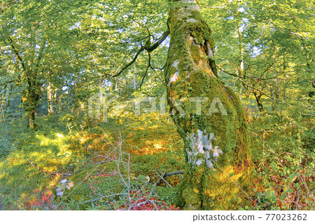 Forest Landscape, Valderejo Natural Park, Spain Forest Landscape, Valderejo Natural Park, Spain 77023262