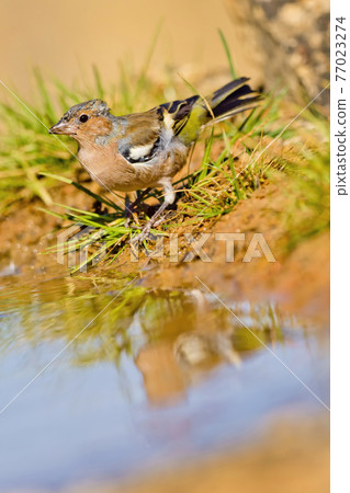 Chaffinch, Mediterranean Forest, Spain 77023274