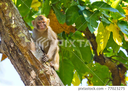 Rhesus Macaque, Royal Bardia National Park, Nepal Rhesus Macaque, Royal Bardia National Park, Nepal 77023275