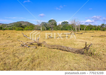 Grassland and Forest, Minneriya National Park, Sri Lanka 77023289