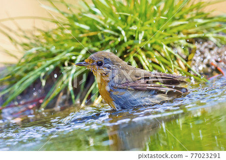 Robin, Mediterranean Forest, Spain 77023291