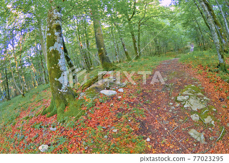Forest Landscape, Valderejo Natural Park, Spain 77023295