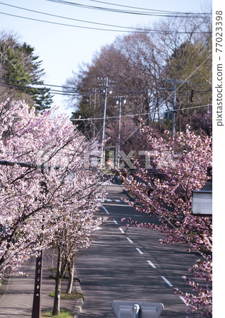 A row of cherry blossom trees with many electric wires A row of cherry blossom trees with many electric wires 77023398