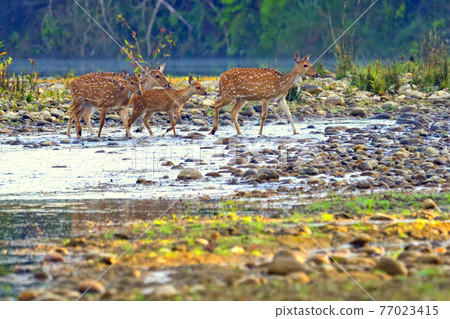 Spotted Deer, Royal Bardia National Park, Nepal 77023415