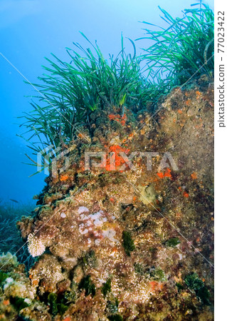Neptune Grass, Cabo Cope-Puntas del Calnegre Natural Park, Spain Neptune Grass, Cabo Cope-Puntas del Calnegre Natural Park, Spain 77023422