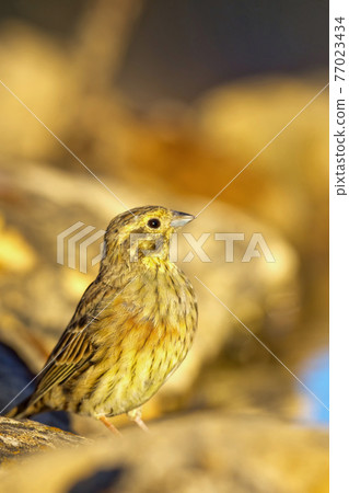 Cirl Bunting, Mediterranean Forest, Spain 77023434