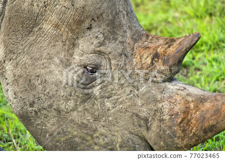 White Rhinoceros, Kruger National Park, South Africa White Rhinoceros, Kruger National Park, South Africa 77023465