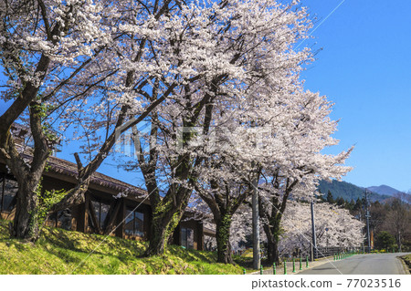 Shinshu, a row of cherry blossom trees in Keyakinomori Park, Kijimadaira Village, Shimotakai District, Nagano Prefecture Shinshu, a row of cherry blossom trees in Keyakinomori Park, Kijimadaira Village, Shimotakai District, Nagano Prefecture 77023516