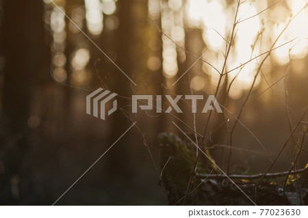 blurred abstract photo of light burst blurred abstract photo of light burst 77023630