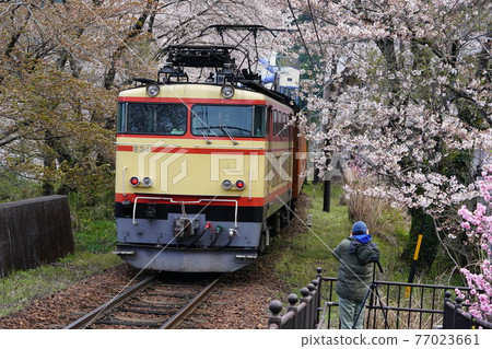 櫻花季的大井川鐵道 櫻花季的大井川鐵道 77023661