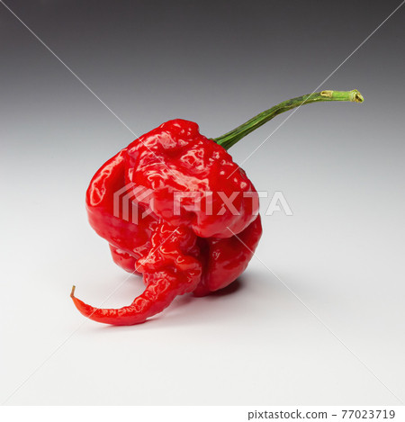 Carolina Reaper, the hottest chile pepper Capsicum chinense, whole ripe pod, isolated on white background. Superhot or extremely hot chile pepper 77023719