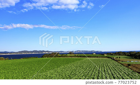 A field in Miura City, Kanagawa Prefecture 77023752