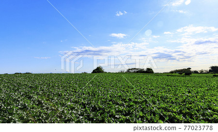 A field in Miura City, Kanagawa Prefecture 77023778